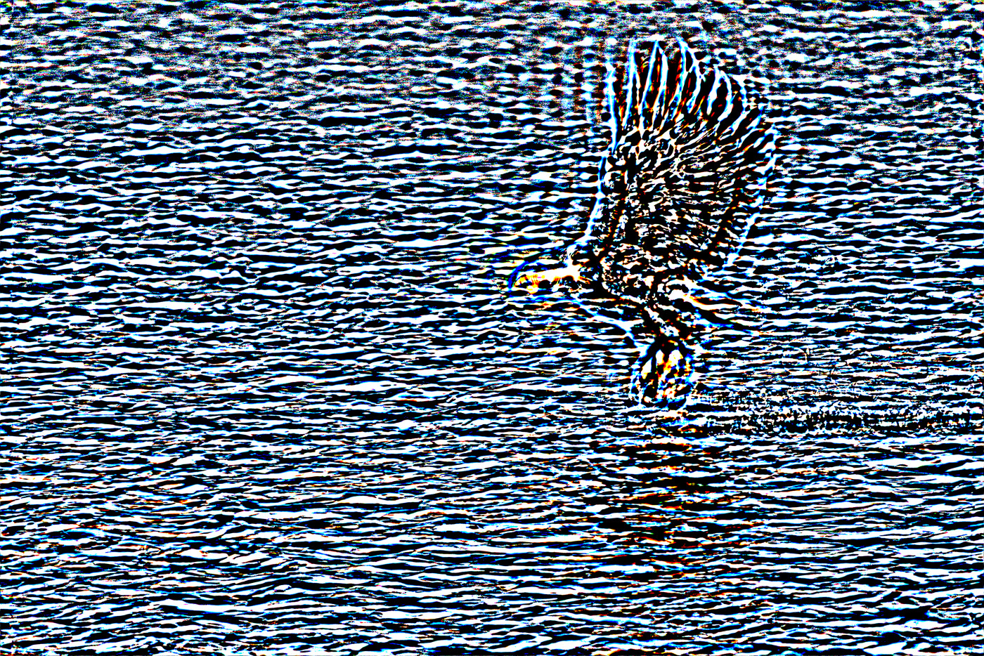 Colored marks resolve into a bald eagle snatching a fish from open water, wings raised, under optical defocus.