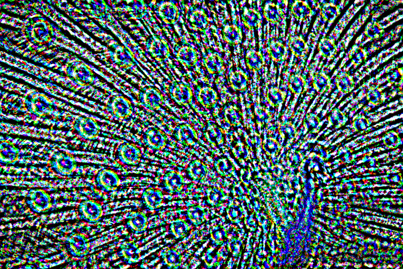 Swirling colored marks resolve into a peacock in full display, its fan of eye feathers under optical defocus.